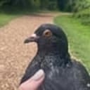 PIDGE