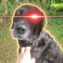 SOYDOG
