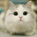 Meow