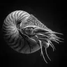 NAUTILUS