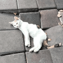 floorcat