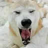 RAIRO-CHAN