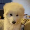 BENJI