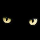 r/VOIDCATS