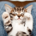 MEOW