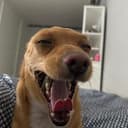 LAELLA