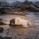 Seagull
