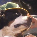 boopdog