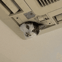 ceilingcat