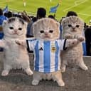 ARGCAT