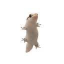 lizard