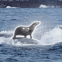 SEALION