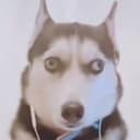 啥狗