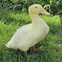 LOUIE