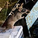 Rat
