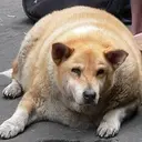 CHONKY