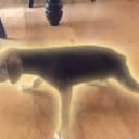 Wobbly Pup
