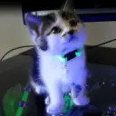 Mau