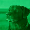 greendog