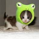 猫猫