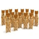 SHIBES