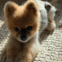 NUGGET