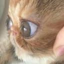 EyeCat