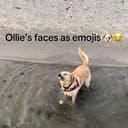 Ollie