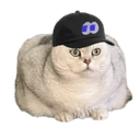 fomocat
