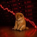 SHORTDOG