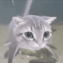 catfish