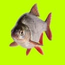 Fishit