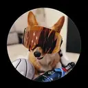 Corgi