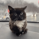 Whiskers