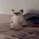 mimi