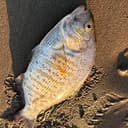 perch