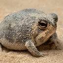 SFROG