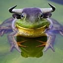 TOAD