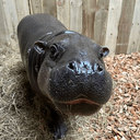 Haggis