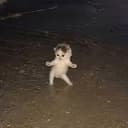 DancingCat