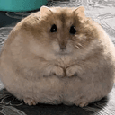 Chonk