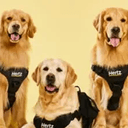 GOLDSQUAD