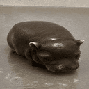 pipotam