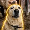 DIS