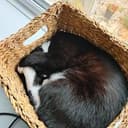 BasketCat