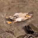 CHILLDUCK