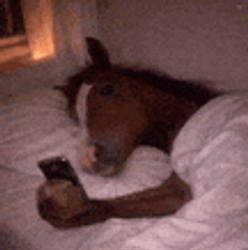 PonyDaddy