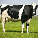 moo