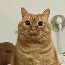 potato