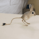 JERBOA⁠